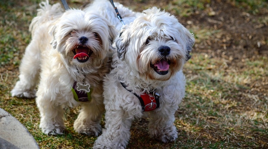 Shih Tzus in Harness