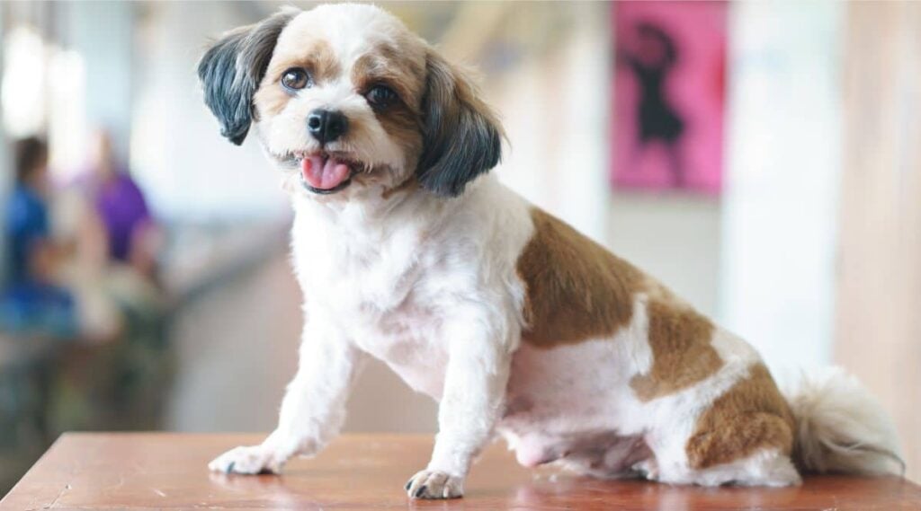 Shihpoo Health sitting on a table at the vet