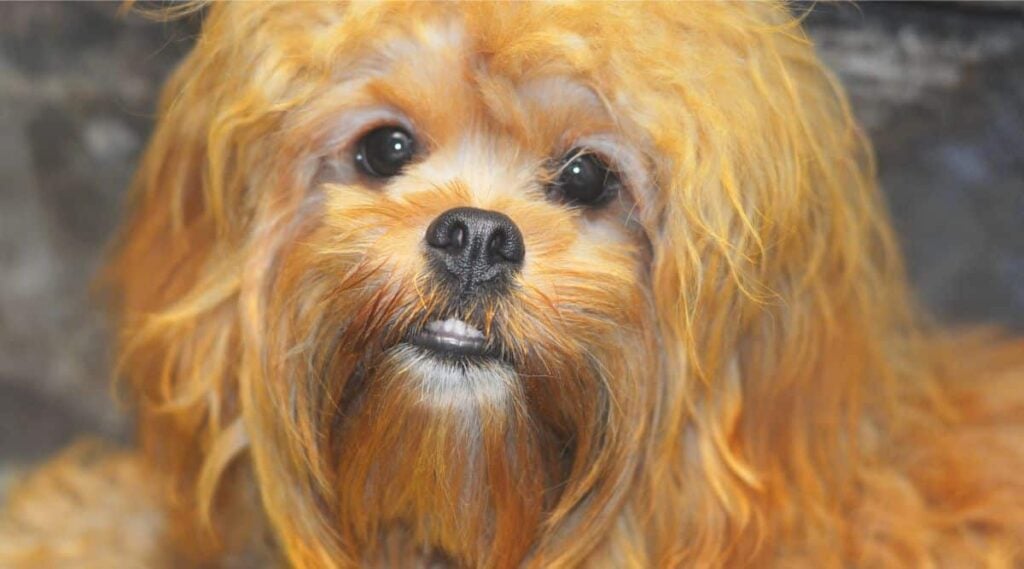 Shihpoo Rescue at a Shelter