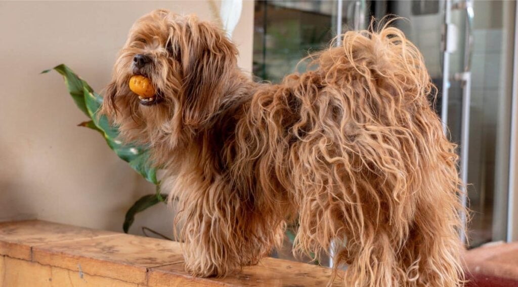 Shihpoo needing Grooming with long hair