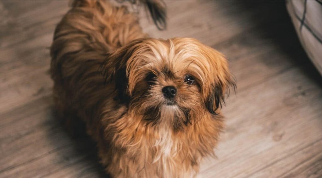 Shihpoo with brown coat standing looking up at the camera