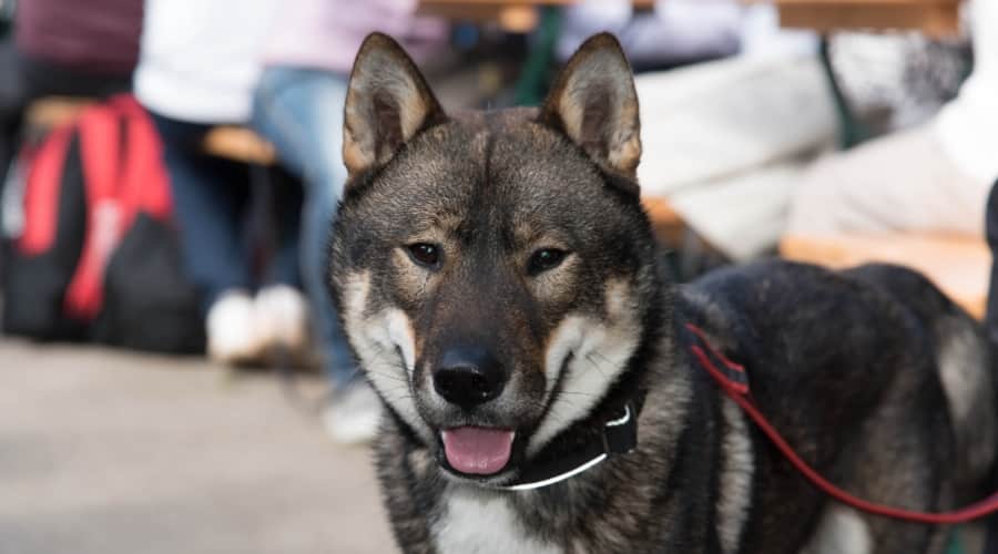 Shikoku Dog on a leash, a wolf-like dog breed.