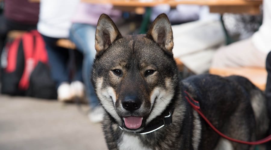 Shikoku Inu