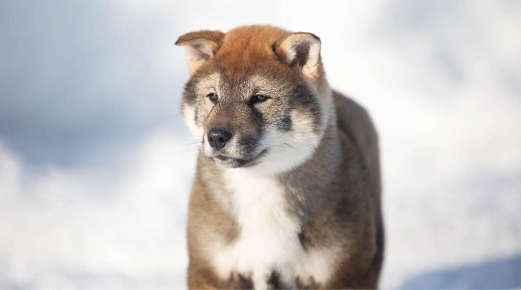 Shikoku Ken puppy in winter snow