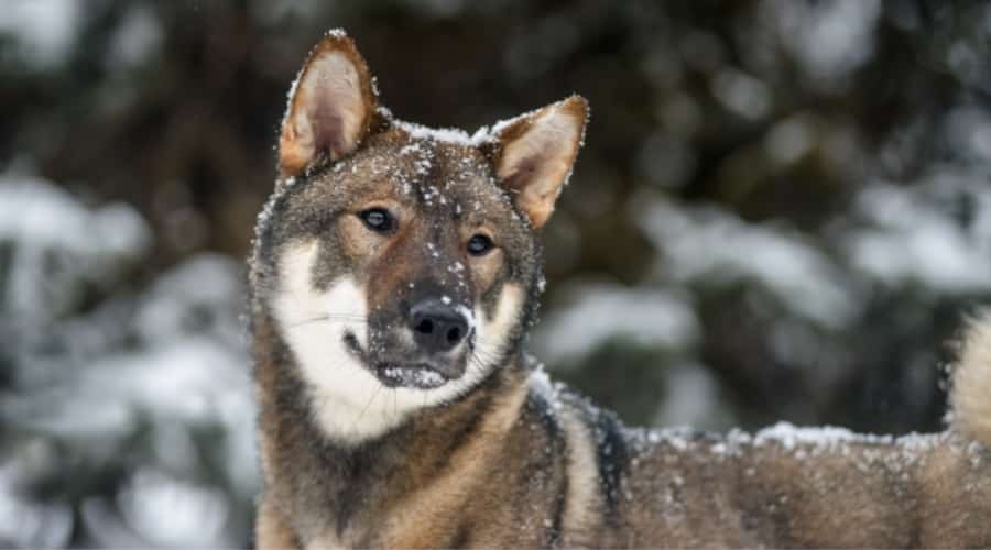 Shikoku Velcro Dog Outdoors
