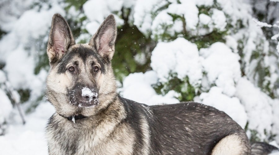 Shilloh Shepherd in the Snow