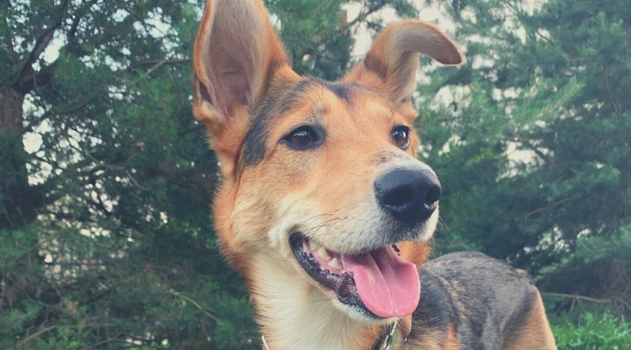 Shollie Mix