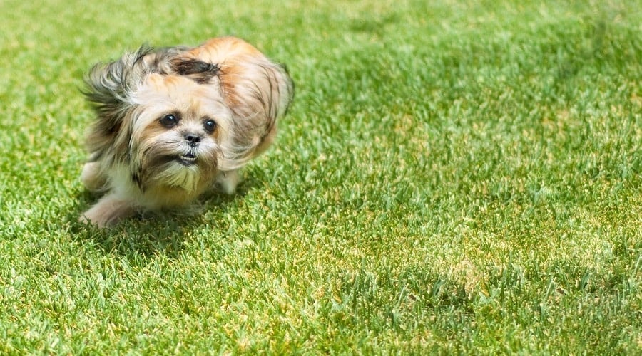 Shorkie Mix