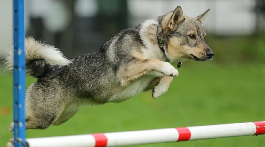 Short Black, Brown and White Dog Juping Over Agility Training Pole
