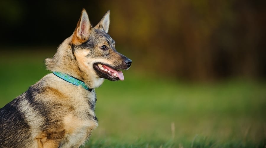 Short Black, Tan and White Dog Sitting in Grass