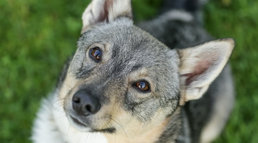 Short Black and Brown Dog Looking up Into Camera