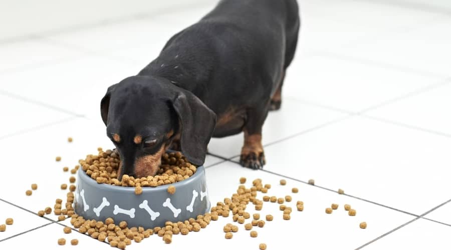 Short Black and Rust Dog Eating Kibble From Dog Bowl
