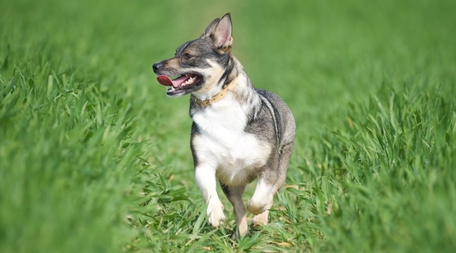 Short Black and Tan Dog Running in Tall Grass