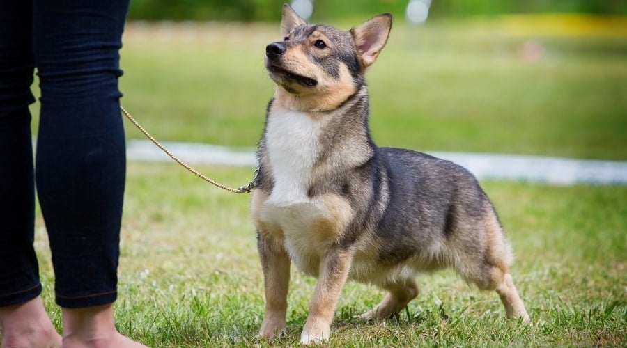 Short Black and Tan Dog Training with Owner