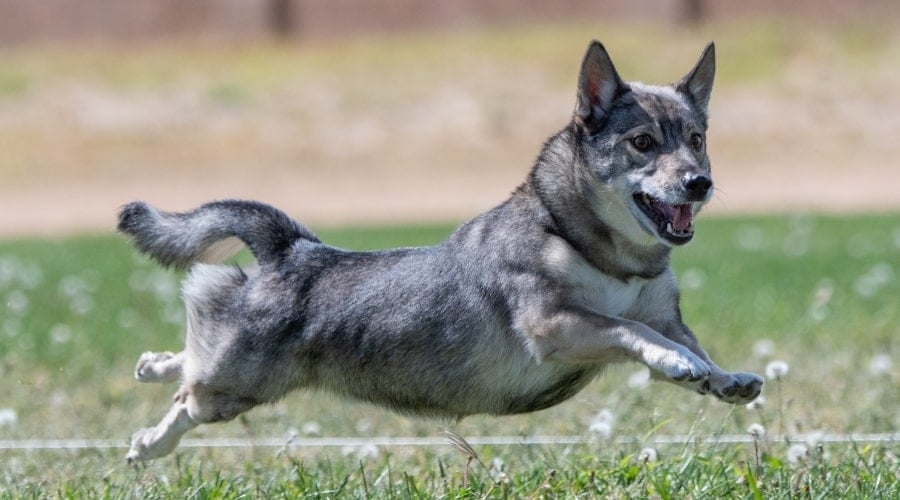 Short Black and White Dog Jumping in the Air