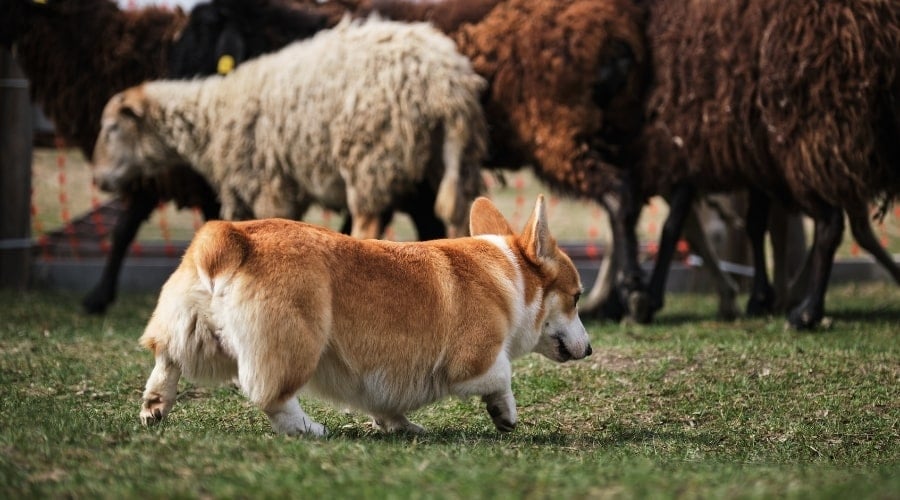 Short Dog With a Docked Tail Walking Toward a Flock
