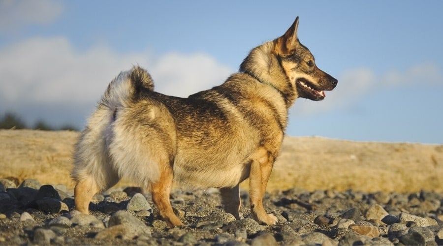 Short Legged Dog Standing in Rocks