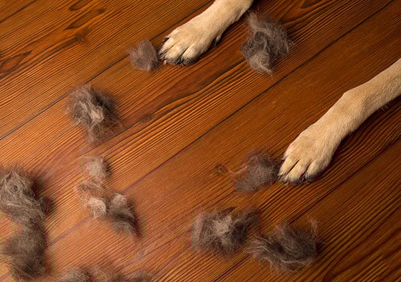 Short-hair dog molting woolly fur on hardwood floor