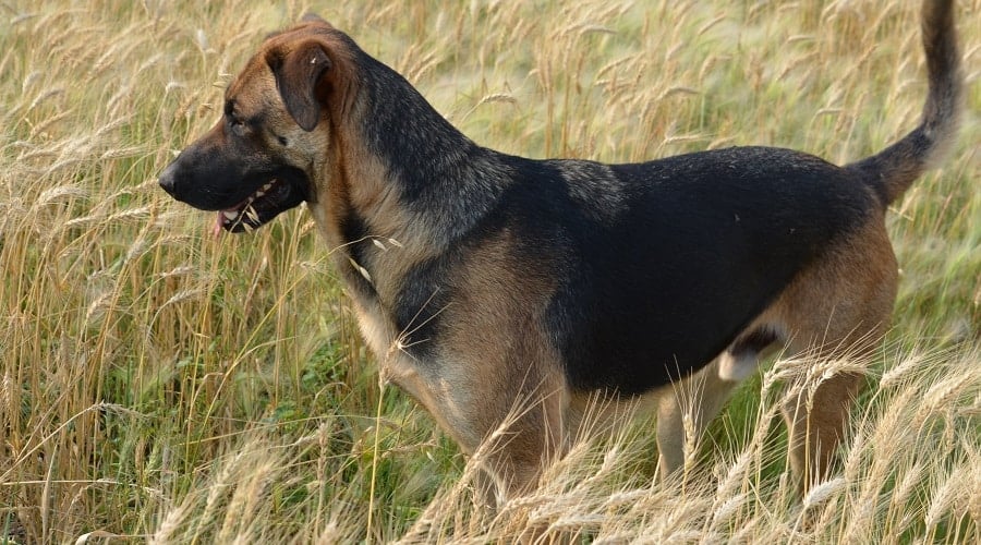 Short haired Labrashep