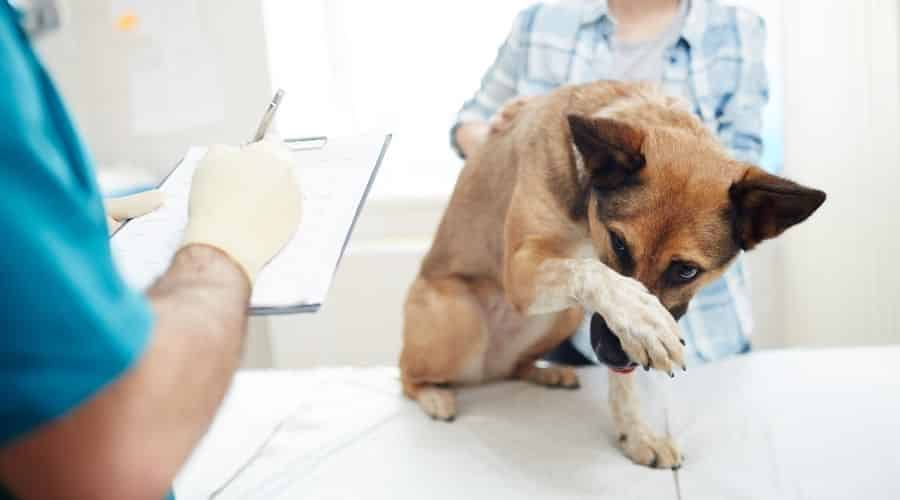 Shy dog at the vet