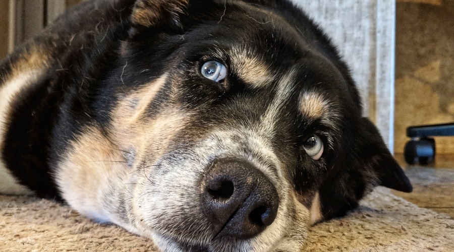 Siberian Corso mix