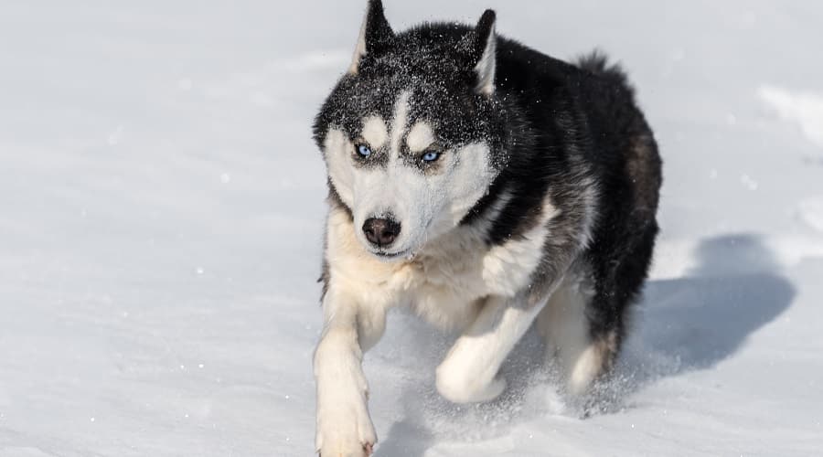 Siberian Husky