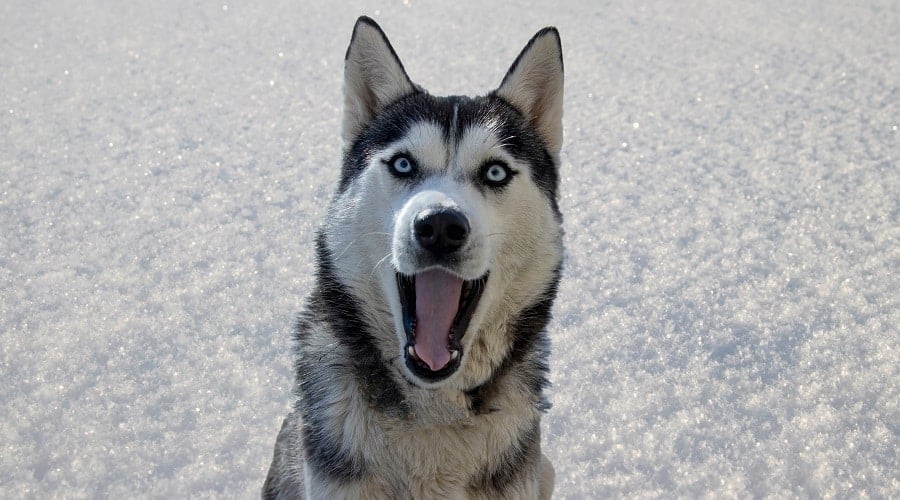 Siberian Husky