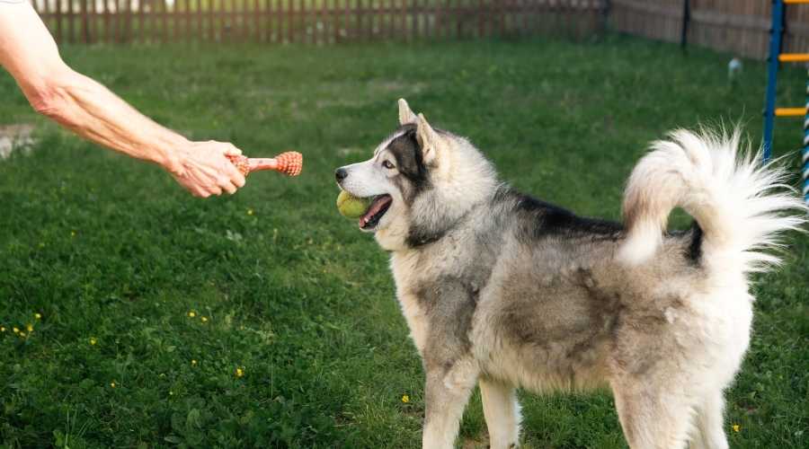 Siberian Husky Curly Tail