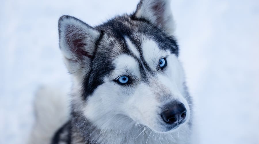 Siberian Husky Dangerous