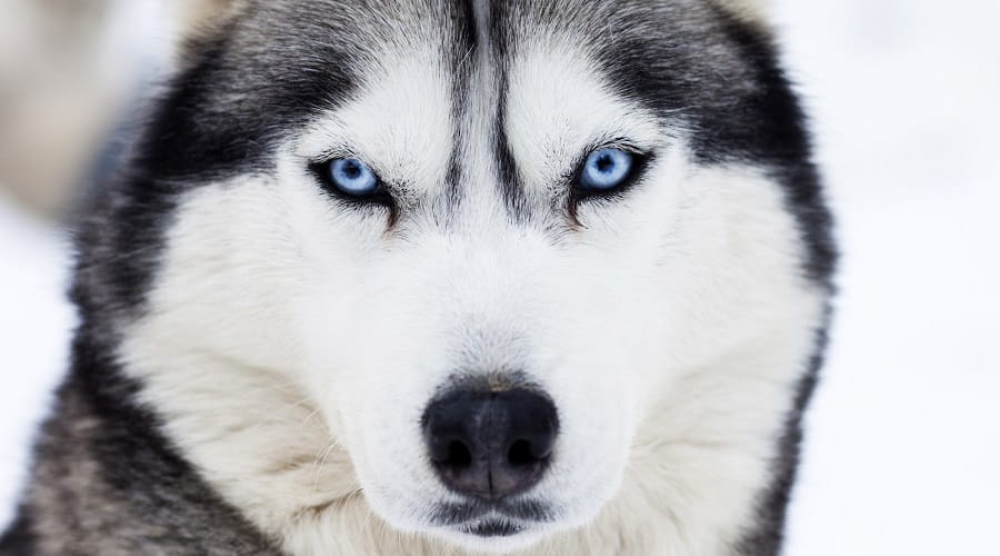 Siberian Husky Dog