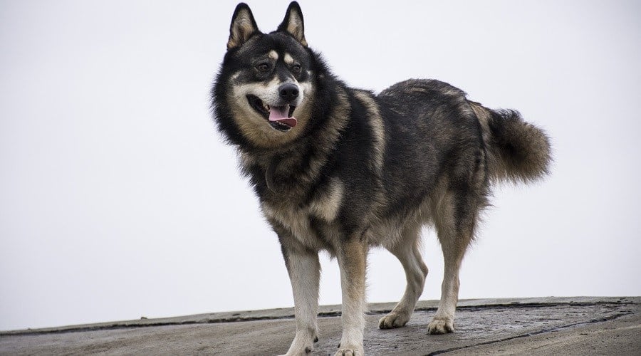 Siberian Husky German Shepherd Mix Grooming Coat Long