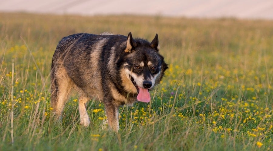 Siberian Husky German Shepherd Mix