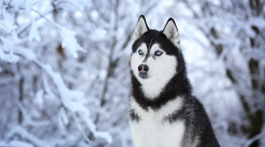 Siberian Husky Outdoors