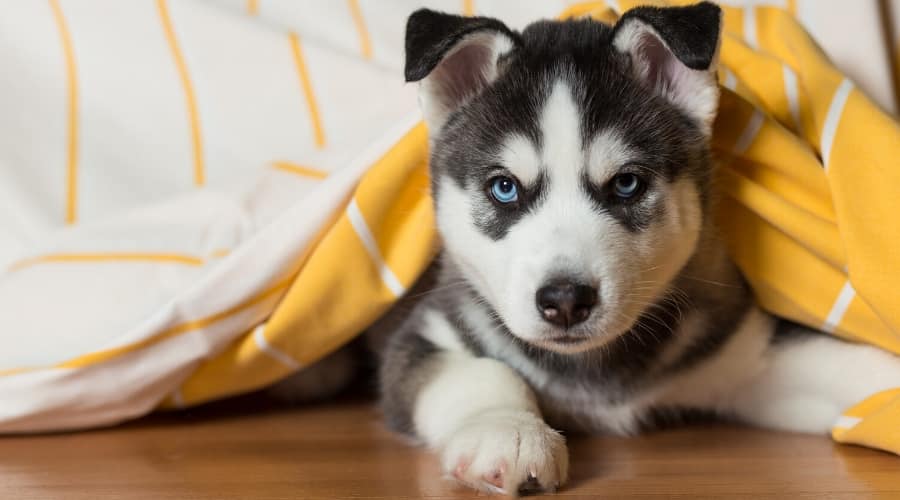 Wolf-like dog breed puppy with blue eyes.