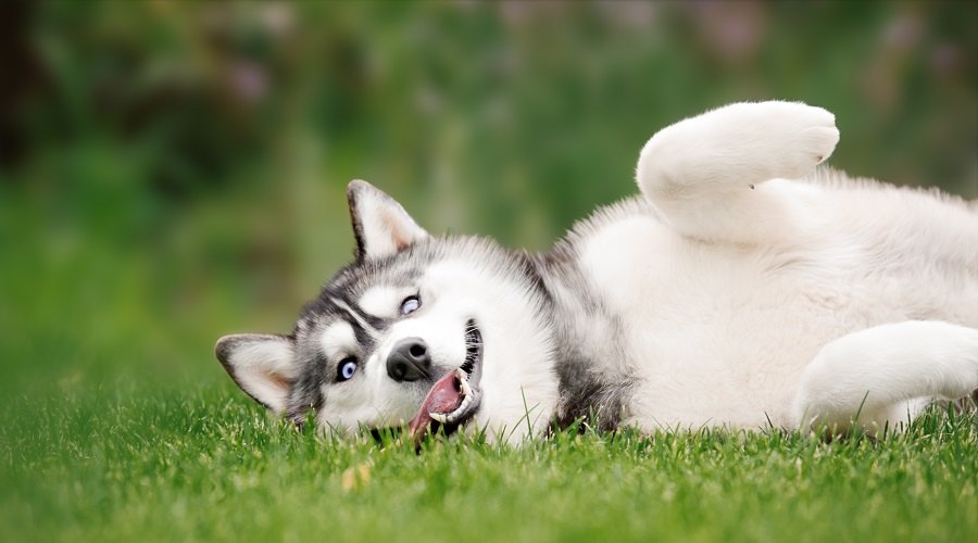 Siberian Husky Purebred