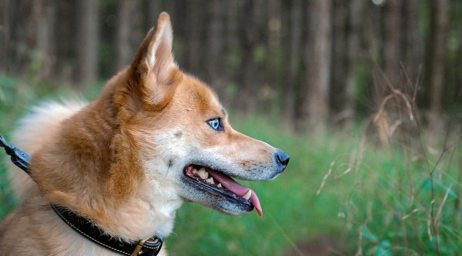 Siberian Husky Shiba Inu Mix