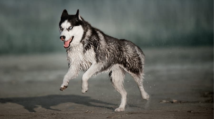 Siberian Husky Training on Beach