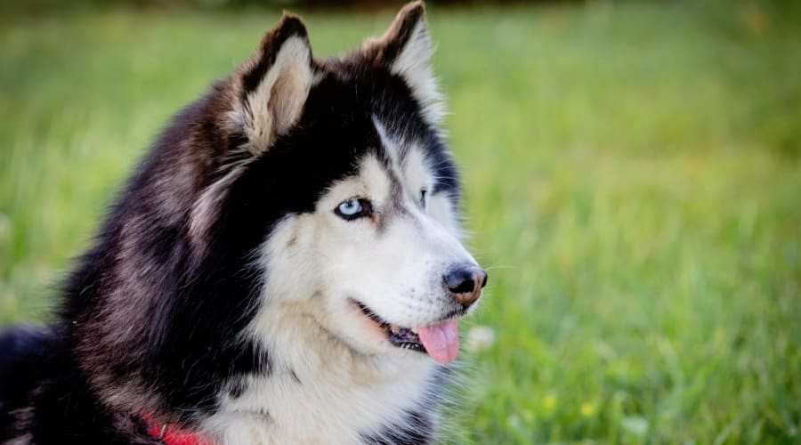 Siberian Husky in Grass
