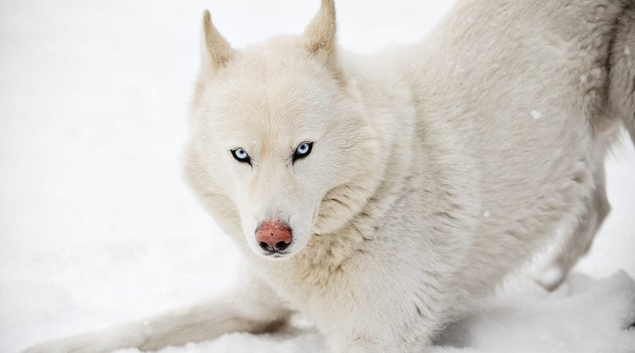 Siberian Husky in Snow