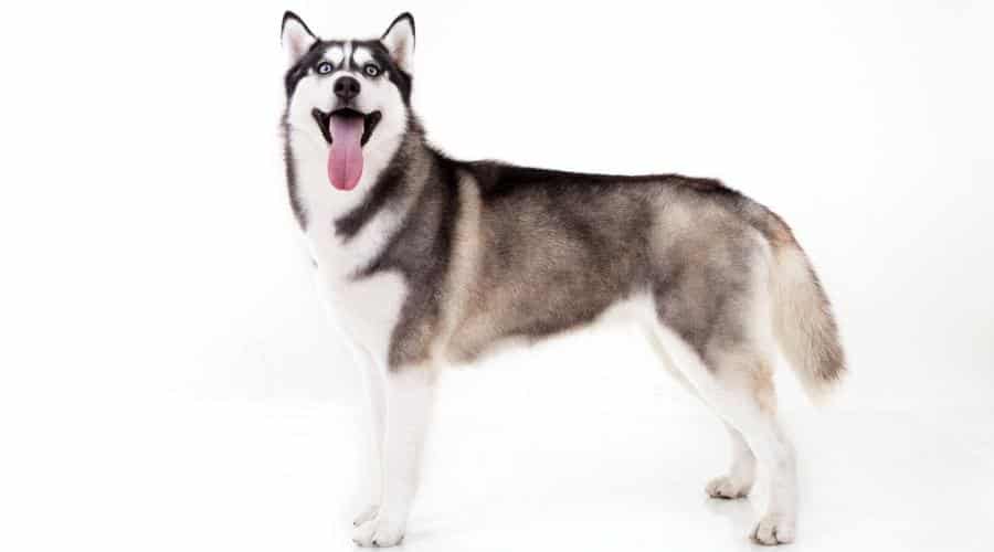 Siberian Husky isolated on white.