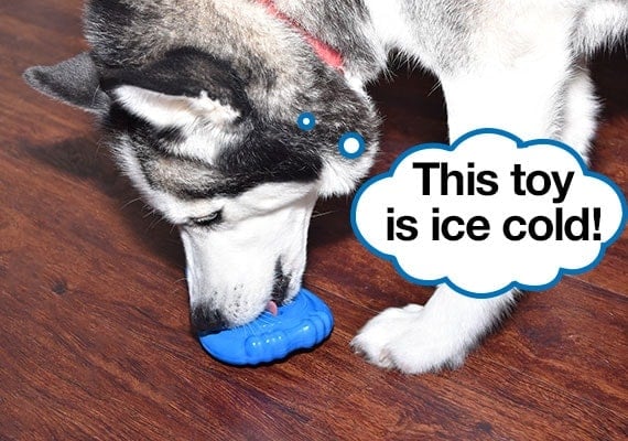 Siberian Husky licking Chilly Penguin Freezable dog toy to cool down on a hot day