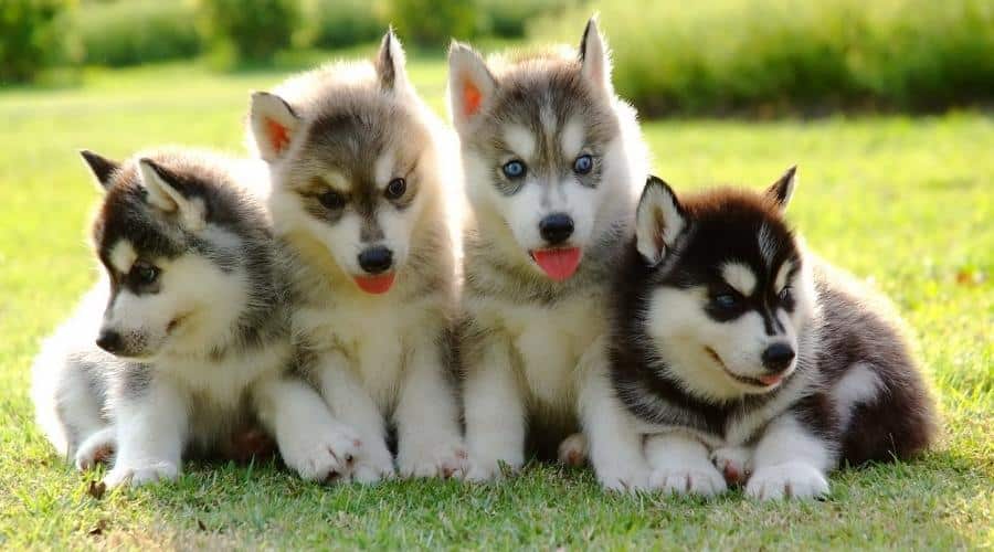 Siberian Husky puppies in grass
