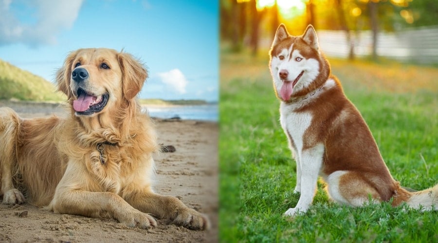 Siberian Husky vs Golden Retriever both Outdoors