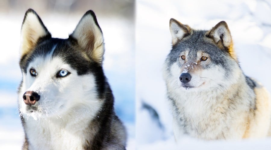 Siberian Husky vs Wolf Are They Related? (Differences & More) Canine Journal