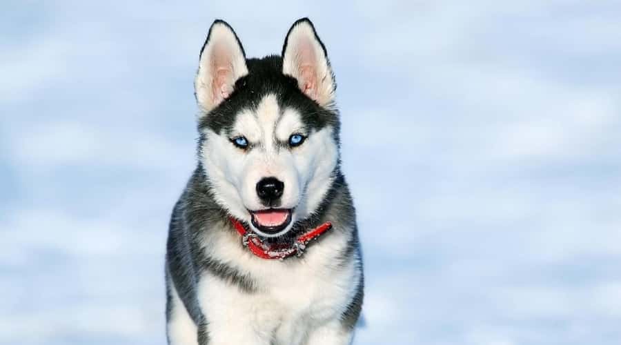 Siberian Husky walking in snow