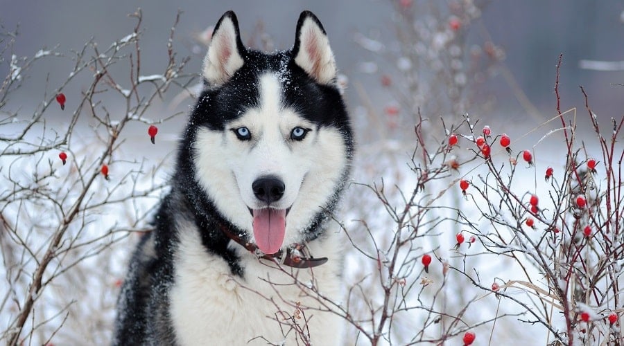 Siberian Husky