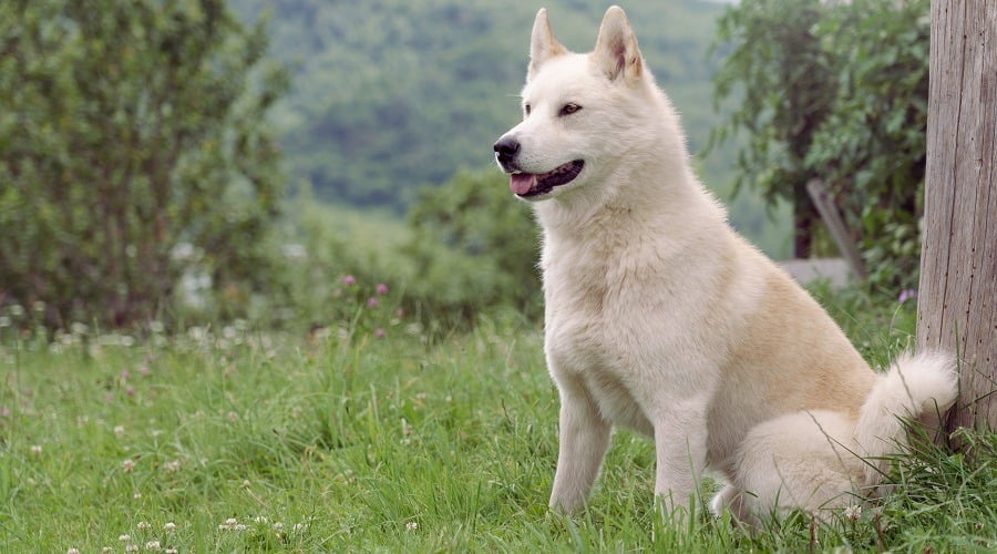 Siberian Laika