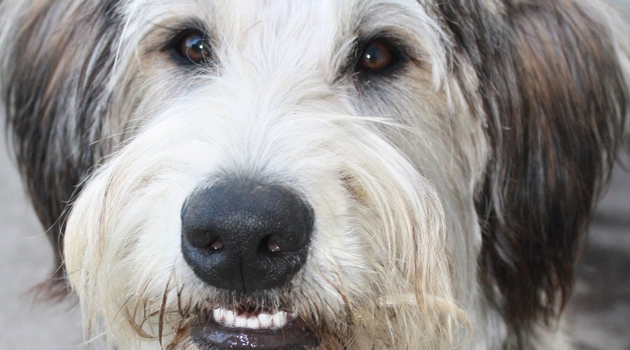 Siberian Schnauzer