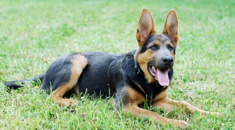 Siberian Shepherd Mix in Grass