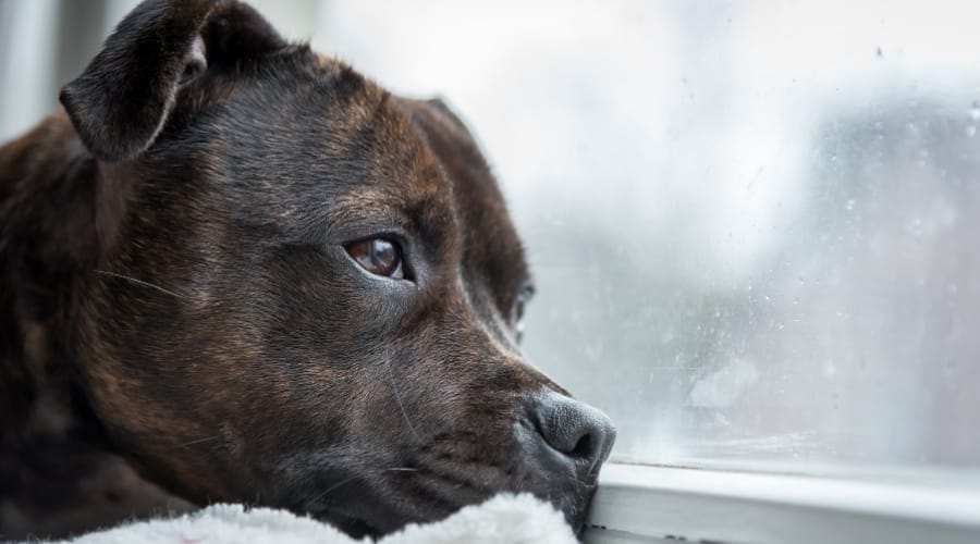 Sick Dog Looking Out Window